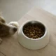 Errori Alimentazione Cane