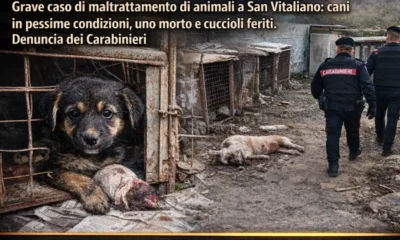 San Vitaliano - Maltrattamento Animali - Immagine IA