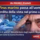 virus marino infetta uomo per la prima volta bassetti