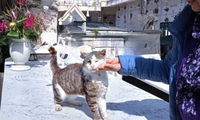 Un gatto - David Bowie - della colonia felina del Cimitero di Torre del Greco
