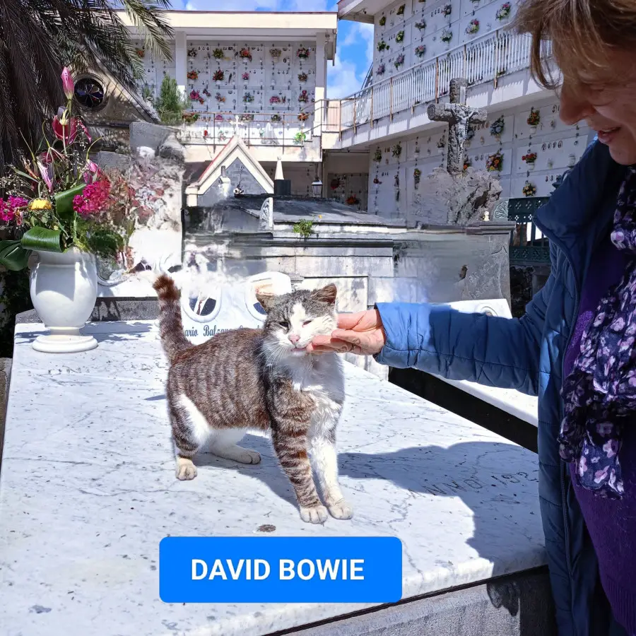 Un gatto - David Bowie - della colonia felina del Cimitero di Torre del Greco
