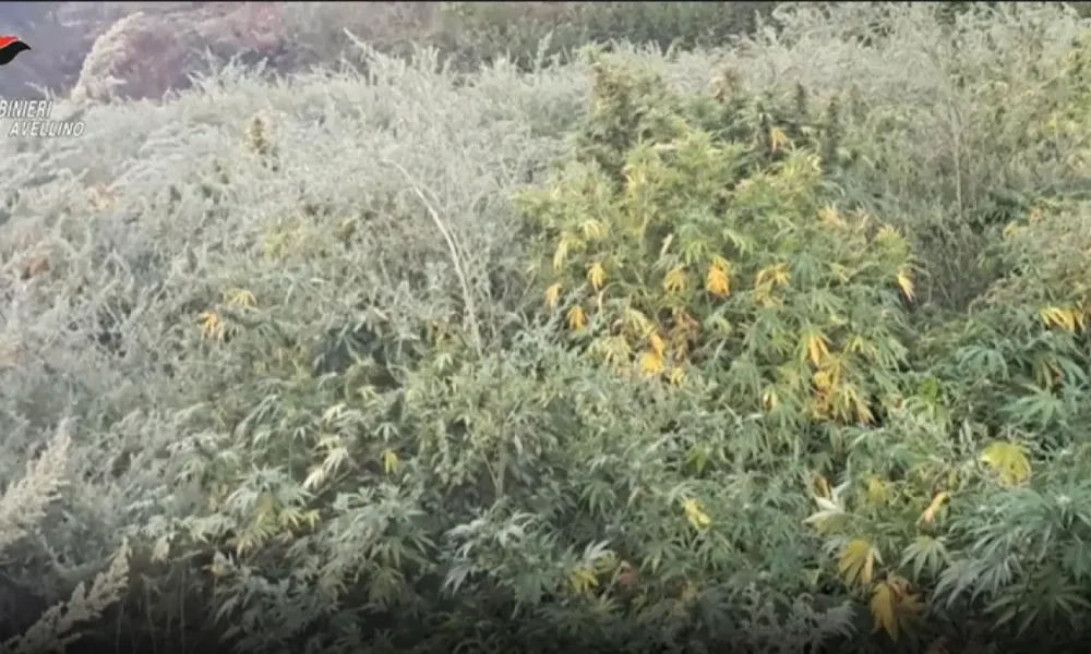 avellino scoperta piantagione di marijuana ai domiciliari una coppia da Puntomagazine.it avellino scoperta piantagione di marijuana ai domiciliari una coppia