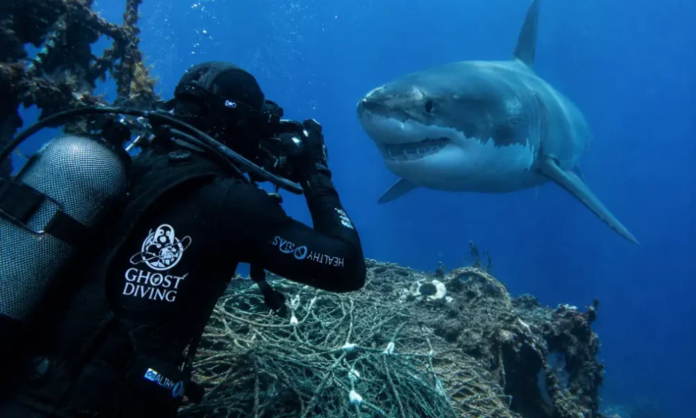 avvistamento di uno squalo bianco nel canale di sicilia da Puntomagazine.it avvistamento di uno squalo bianco nel canale di sicilia