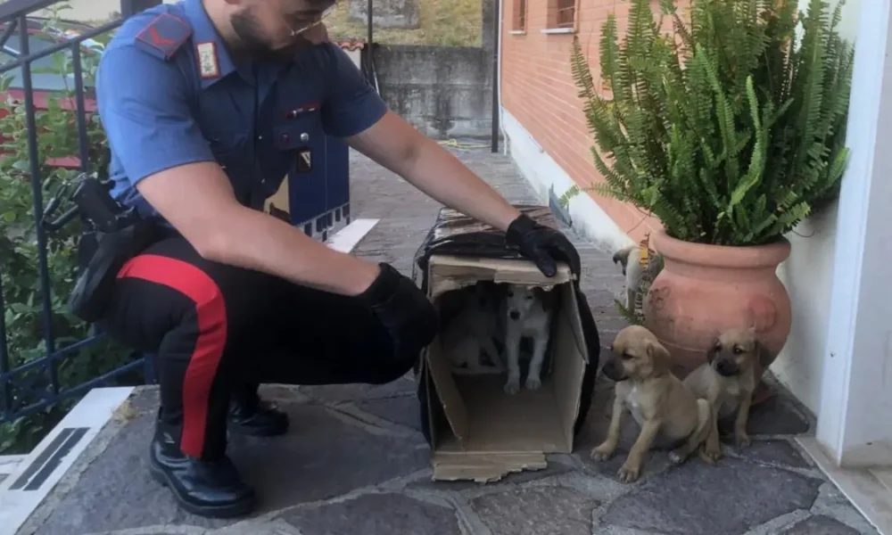 cuccioli abbandonati salvati sturno intervento dei carabinieri da Puntomagazine.it cuccioli abbandonati salvati sturno intervento dei carabinieri