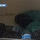 Molluschi sequestrati in tngenziale a napoli