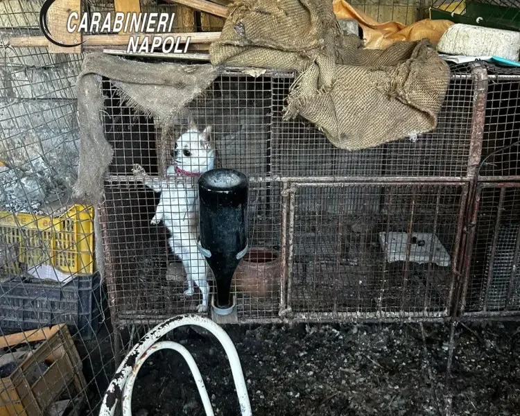 scisciano scoperto allevamento abusivo di cani proprietario denunciato dai carabinieri da Puntomagazine.it scisciano scoperto allevamento abusivo di cani proprietario denunciato dai carabinieri