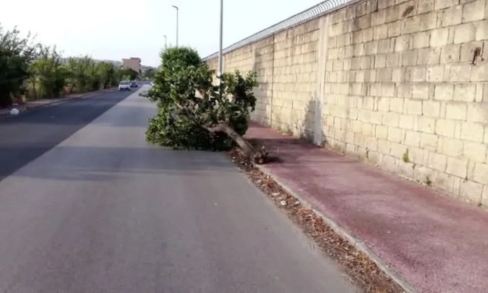 qualiano crolla un albero vicino al campo sportivo paura ma nessun ferito da Puntomagazine.it qualiano crolla un albero vicino al campo sportivo paura ma nessun ferito