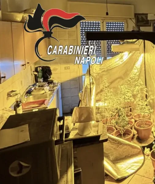 torre del greco serra di cannabis e degrado in un8217abitazione 48enne arrestato dai carabinieri160 da Puntomagazine.it torre del greco serra di cannabis e degrado in un8217abitazione 48enne arrestato dai carabinieri160