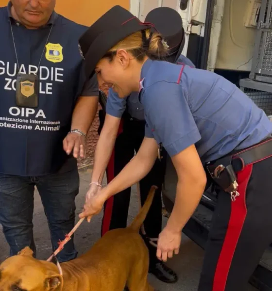 qualiano cane sequestrato da un terrazzo sotto il sole