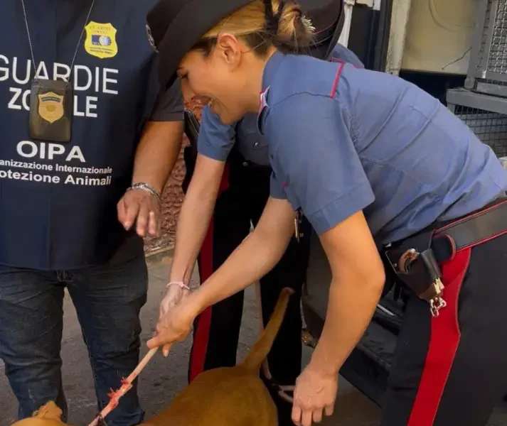qualiano cane sequestrato da un terrazzo sotto il sole denunciato il proprietario da Puntomagazine.it qualiano cane sequestrato da un terrazzo sotto il sole denunciato il proprietario