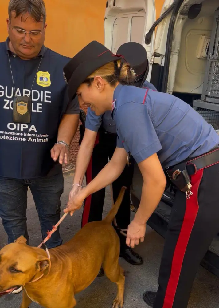 qualiano cane sequestrato da un terrazzo sotto il sole