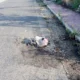 Qualiano carcassa cane