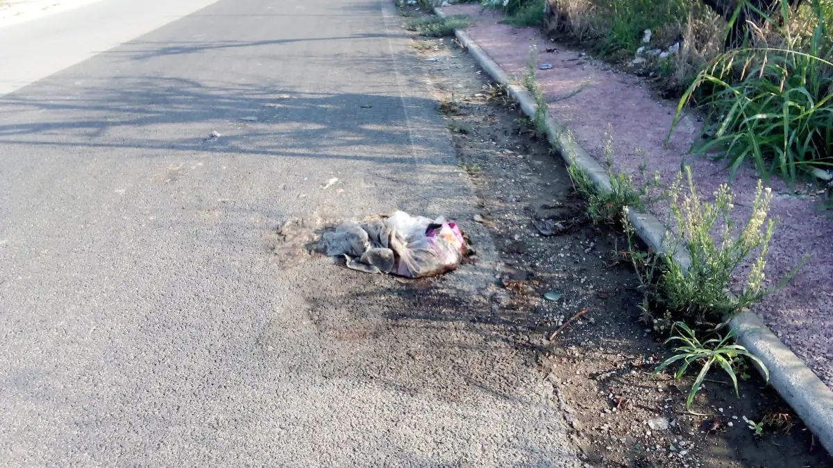 Qualiano carcassa cane