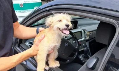 cucciolo Charlie salvato della Polizia Metropolitana di Napoli
