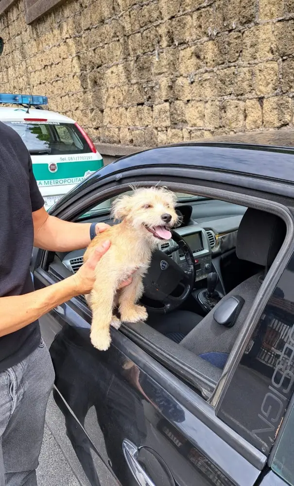 cucciolo Charlie salvato della Polizia Metropolitana di Napoli