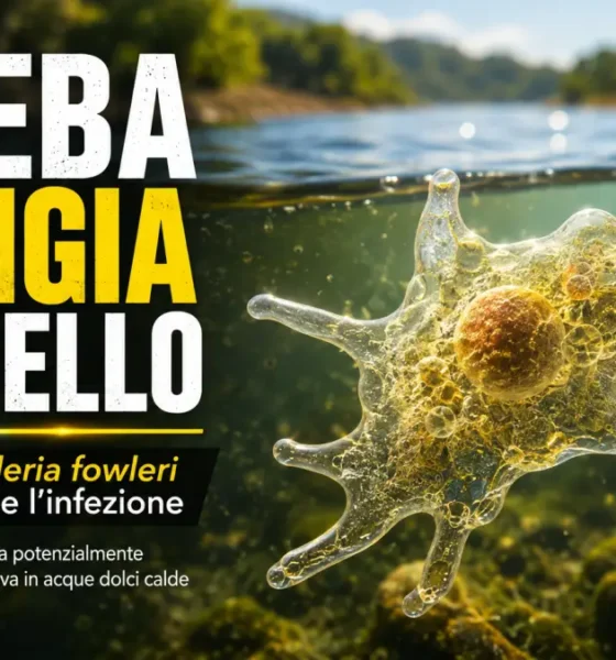 ameba mangia cervello
