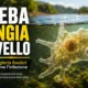 ameba mangia cervello