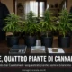 parolise quattro piante di cannabis in casa