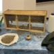uccellagione denuncia carabinieri maltrattamento animali