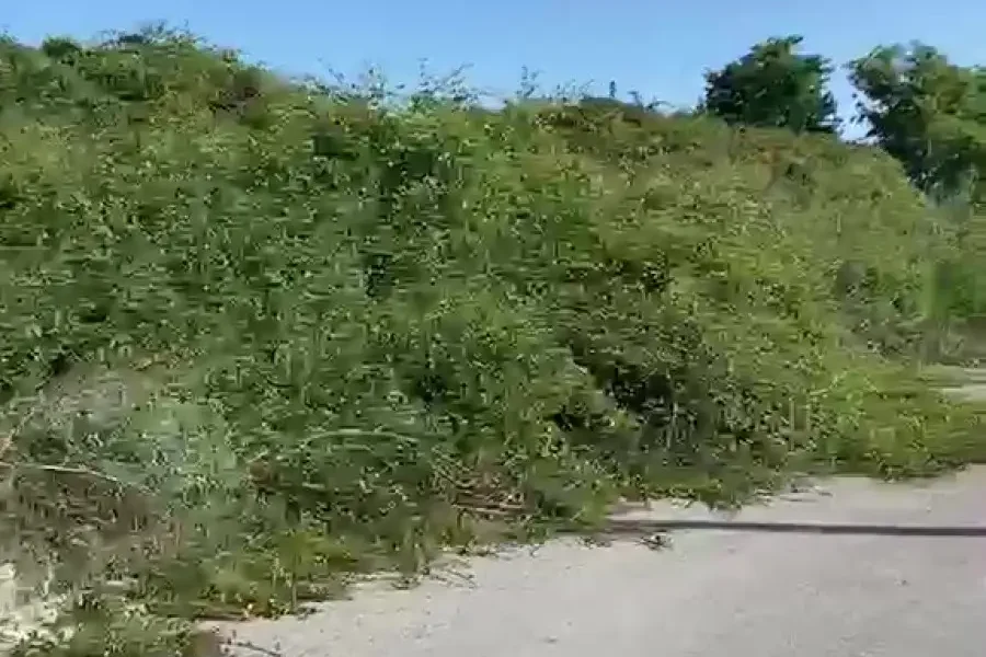 qualiano marciapiedi invasi da erbacce a pozzo nuovo cittadini esasperati da Puntomagazine.it qualiano marciapiedi invasi da erbacce a pozzo nuovo cittadini esasperati